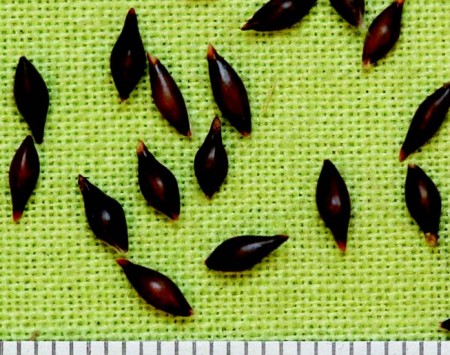 Indian Ricegrass Seed