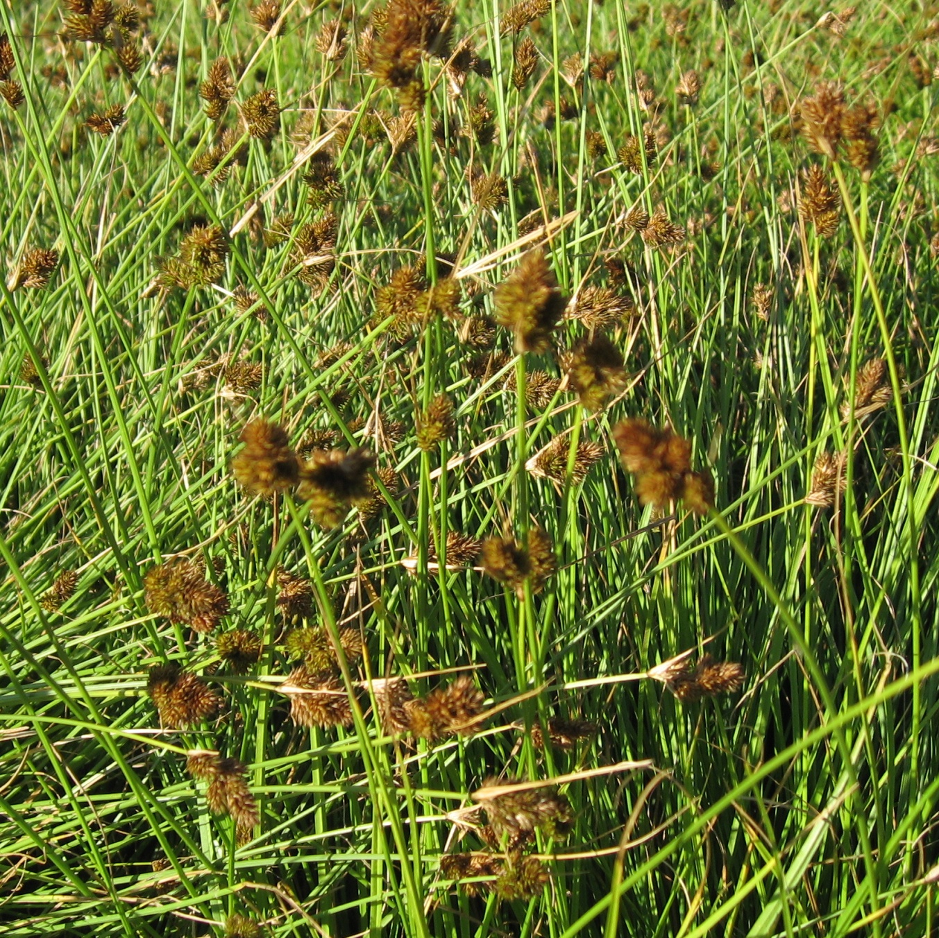 <em>Carex bebbii</em><strong>Bebb’s Sedge (Native)</strong>
