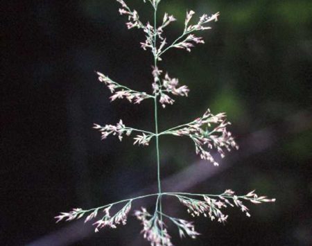 <em>Calamagrostis canadensis</em><br /><strong>Bluejoint Reedgrass (Native)</strong>