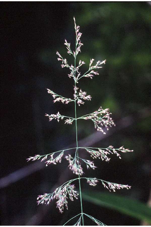 <em>Calamagrostis canadensis</em><br /><strong>Bluejoint Reedgrass (Native)</strong>