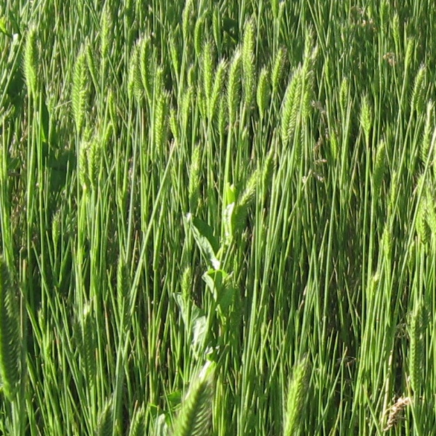<em>Agropyron cristatum</em><br /><strong>Crested Wheatgrass (Introduced)</strong>