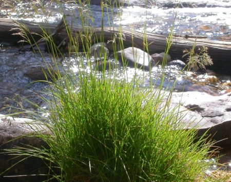 Tufted hairgrass predominates in wet to dry meadow settings in the mountains from openings in forests to alpine meadows.
