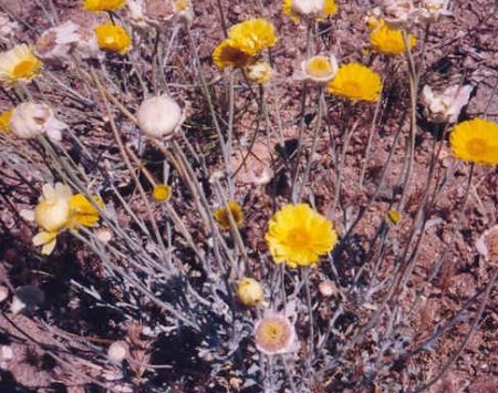 <em>Baileya multiradiata</em><br /><strong>Desert Marigold (Native)</strong>