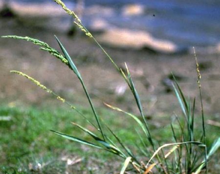 <em>Beckmannia syzigachne</em><br /><strong>American Sloughgrass (Native)</strong>