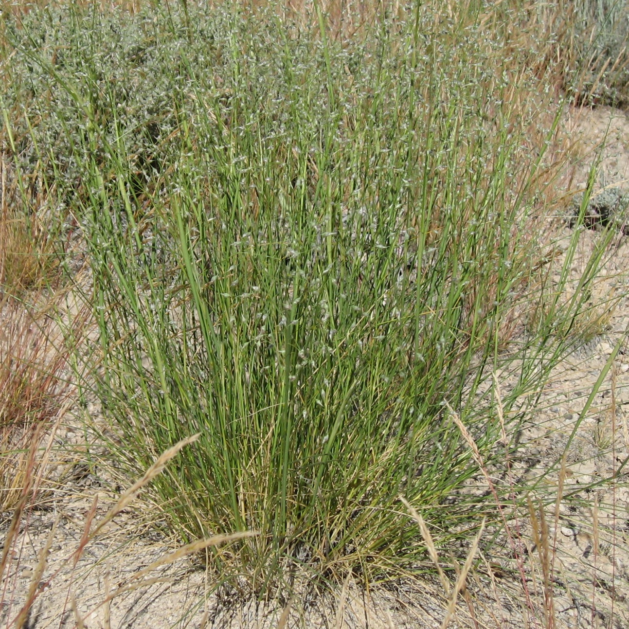 <em>Achnatherum hymenoides</em><br /><strong>Indian Ricegrass</strong>