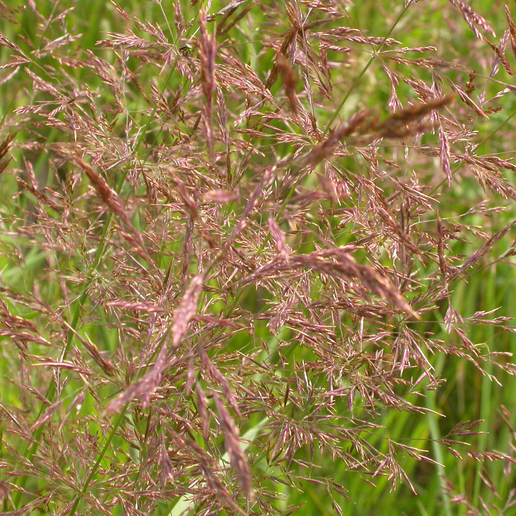 <em>Agrostis stolonifera</em><br /><strong>Creeping Bentgrass (Introduced)</strong>
