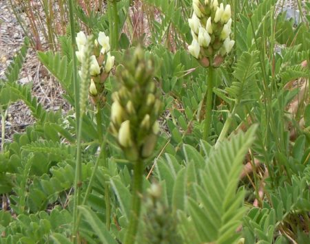 Like most other Old World Astragalus with a base chromosome number of x=8, this species inhabits moderately disturbed habitats such as roadsides and pastures and is rarely if ever found in the sagebrush steppe.