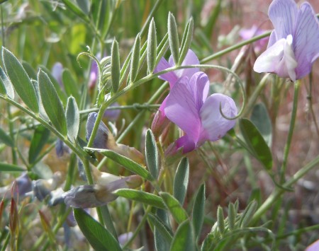 American vetch is found occasionally out in the sagebrush steppe but is more likely to be encountered along roads.