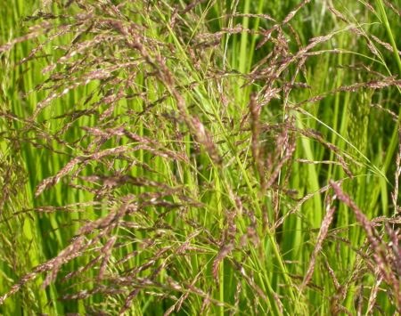 The diffuse panicles of purplish spikelets combined with bright green leafy foliage in a wetland setting renders Glyceria grandis very distinctive.