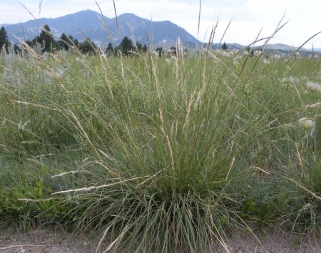 Trail- or road-side plants can be very robust (Stipa viridula forms the large clump at center).