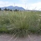 Trail- or road-side plants can be very robust (Stipa viridula forms the large clump at center).