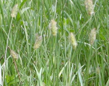 The relatively short stature, short cylindrical or ovoid spikes, and the inflated upper leaf sheaths are diagnostic of this species.