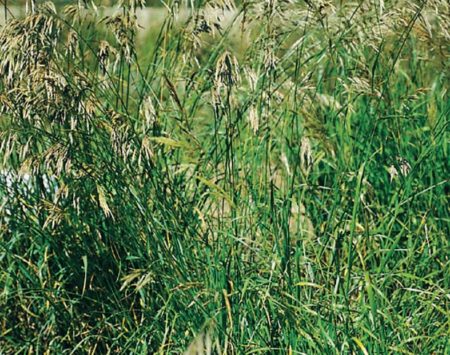 <em>Bromus biebersteinii</em><br /><strong>Meadow Brome (Introduced)</strong>