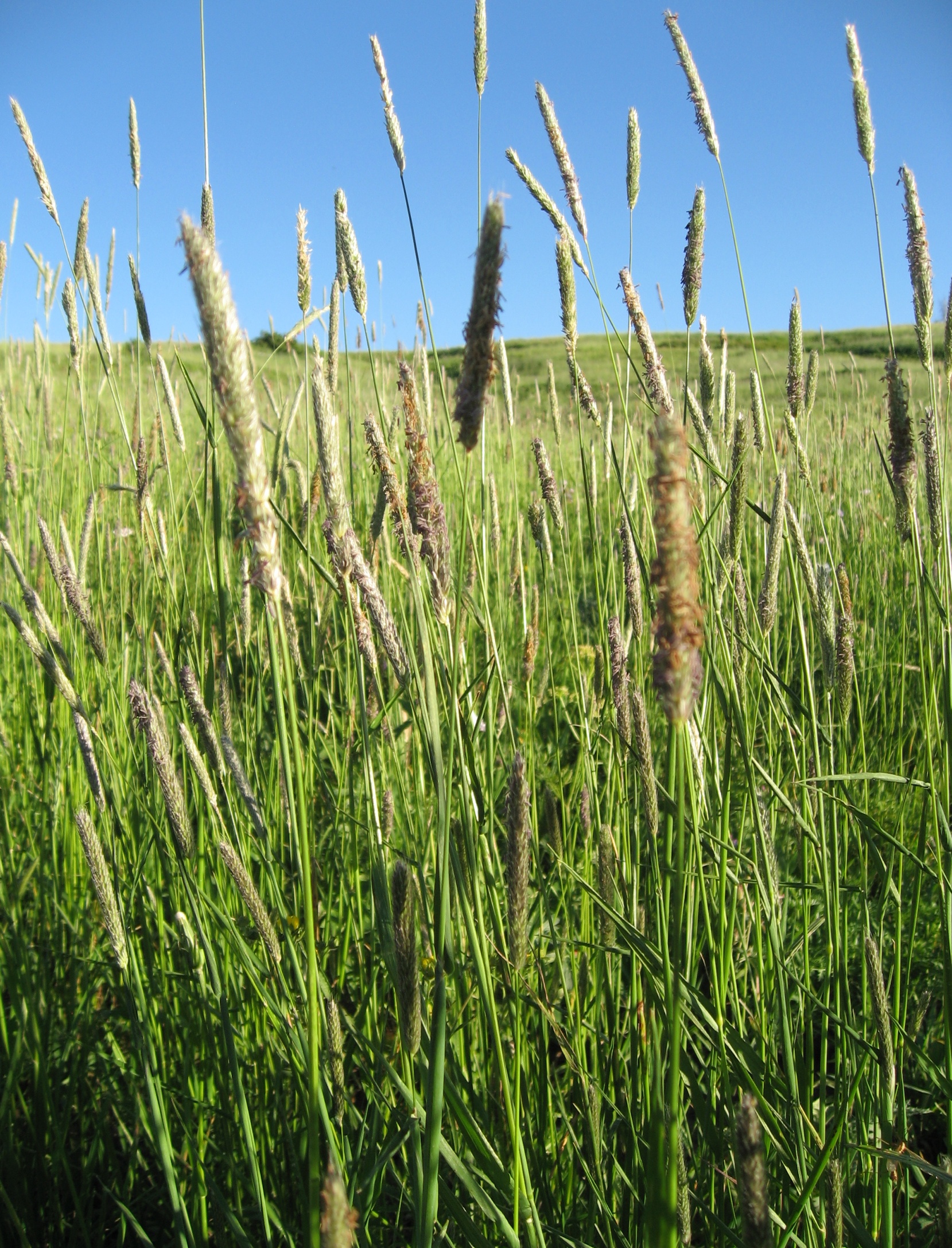 <em>Alopecurus pratensis</em><br /><strong>Meadow Foxtail (Introduced)</strong>