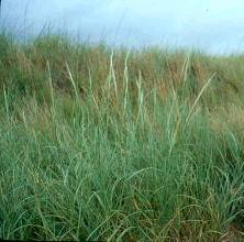 <em>Calamovilfa longifolia</em><br /><strong>Prairie Sandreed  (Native)</strong>
