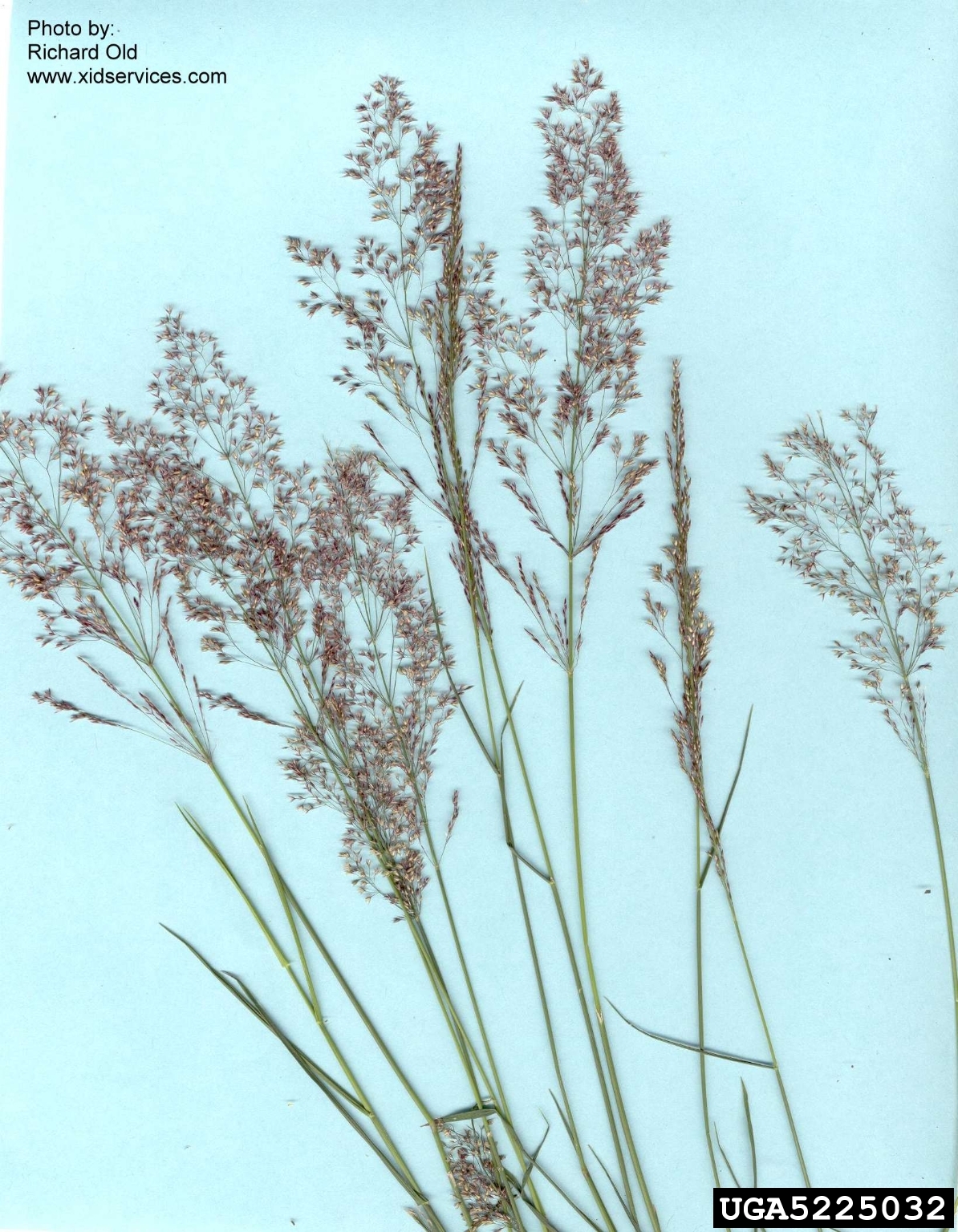 <em>Agrostis capillaris</em><br /><strong>Colonial Bentgrass (Introduced)</strong>