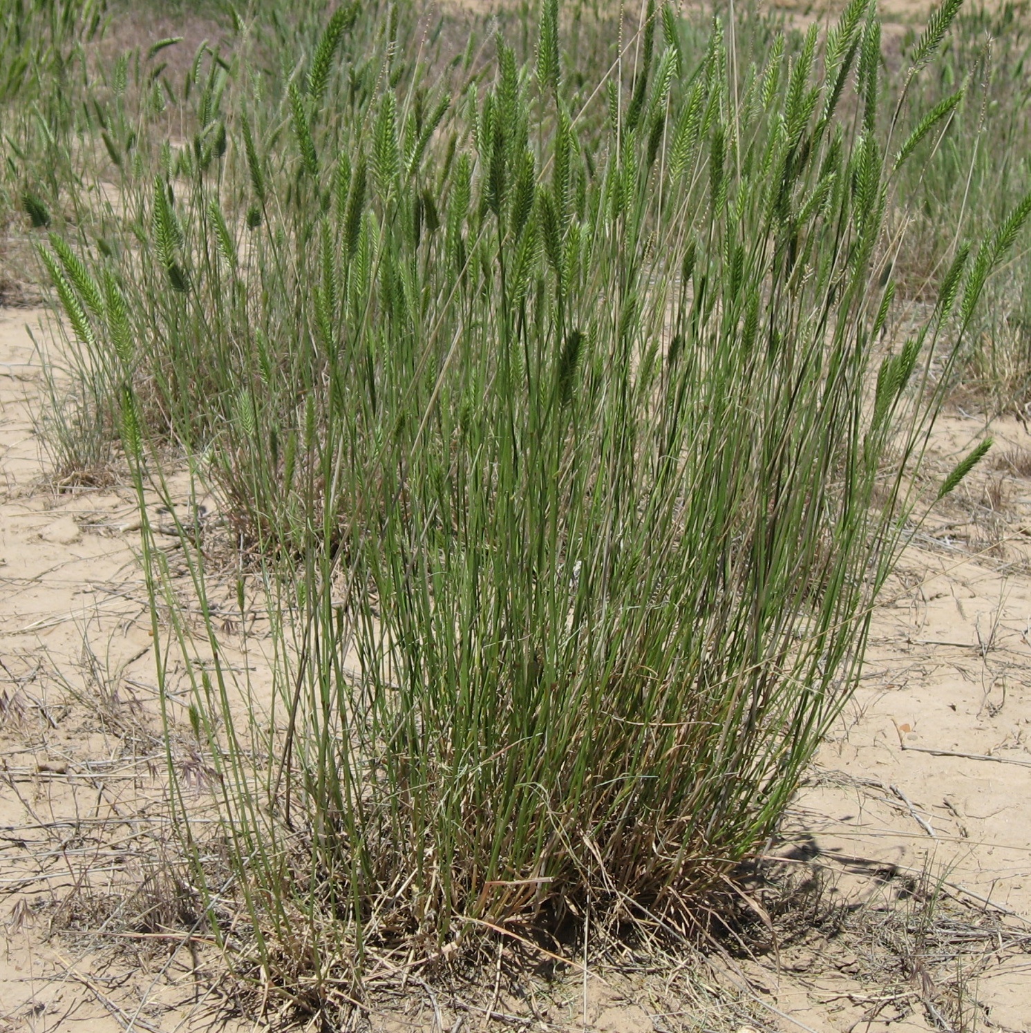 <em>Agropyron desertorum</em><br /><strong>Standard Crested Wheatgrass (Introduced)</strong>
