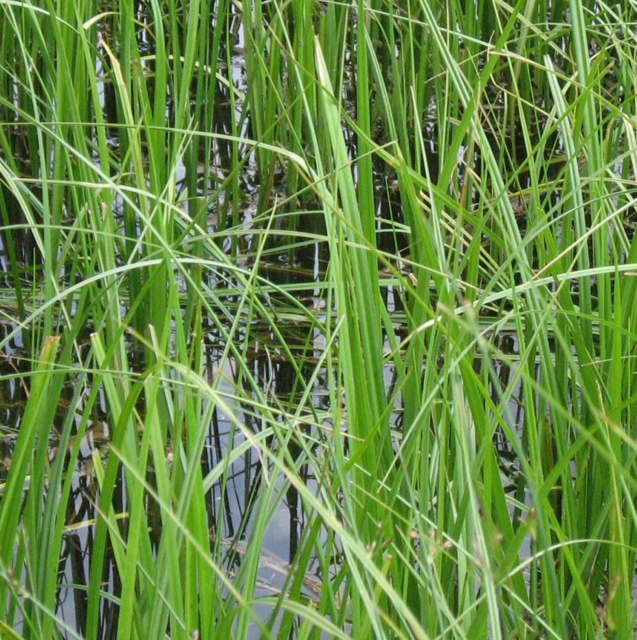 <em>Carex aquatilis</em><br /><strong>Water Sedge (Native)</strong>