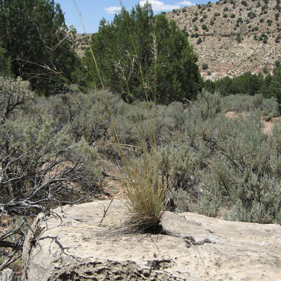 Plant-Growing-In-Rock2