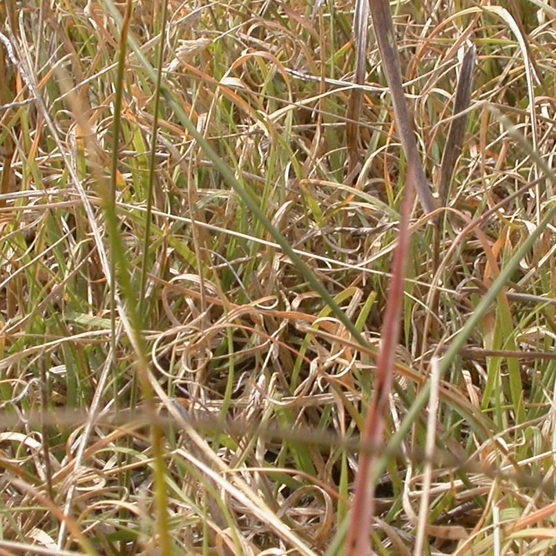 <em>Buchloe dactyloides</em><br /><strong>Buffalograss (Native)</strong>