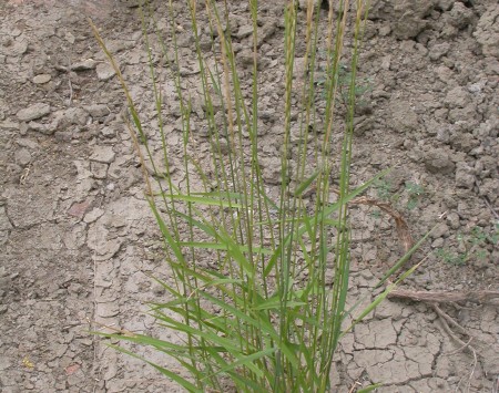 In more protected sites with great moisture availability, slender wheatgrass grows taller, more diffuse (less bunched), and produces broader leaf blades (but note that the habit remains bunched).