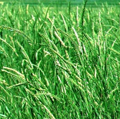 <em>Agropyron fragile ssp. sibericum</em><br /><strong>Siberian Wheatgrass</strong>