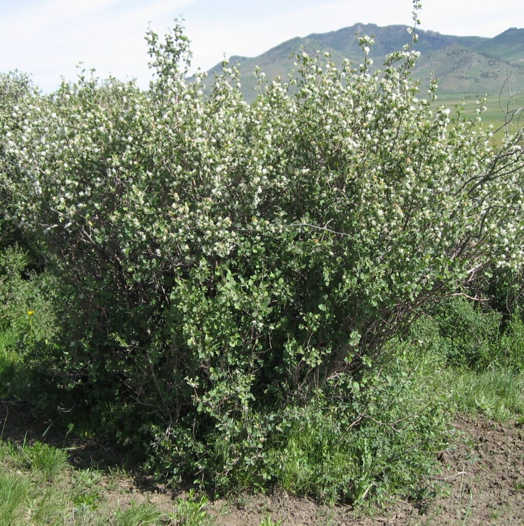 Shrubs and Trees - Stevenson Intermountain Seed, Inc