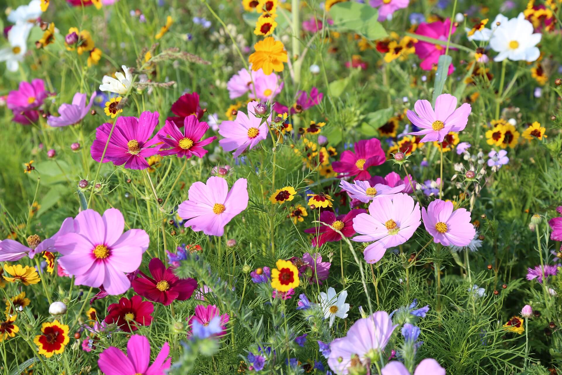 Quick Guide To Successful Wildflower Seed Establishment - Stevenson  Intermountain Seed, Inc