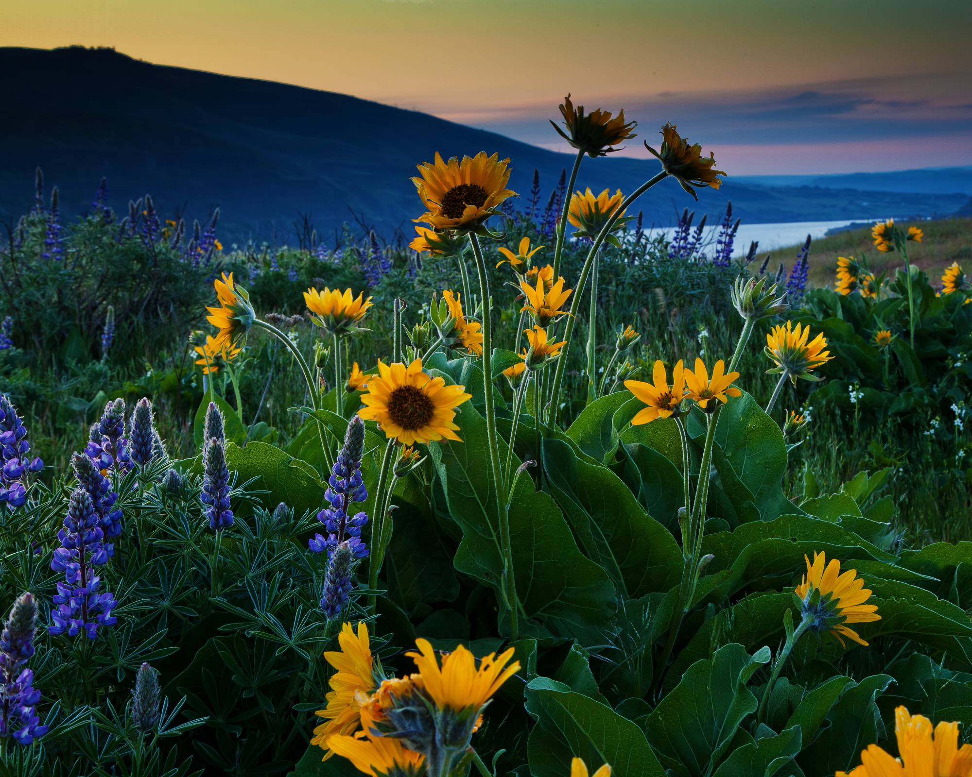 Wildflower Mixes - Stevenson Intermountain Seed, Inc