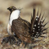 Wildlife Habitat Improvement/Restoration